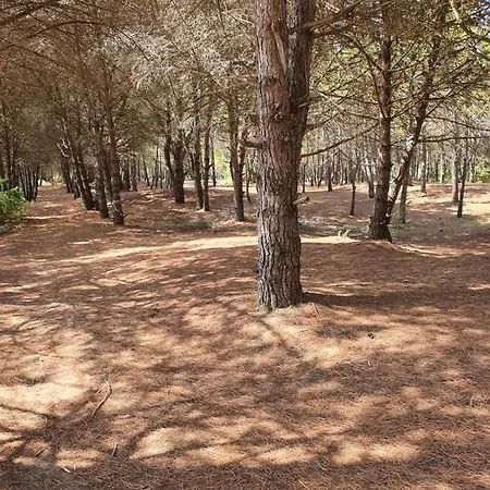 Amber Albania 斯比勒